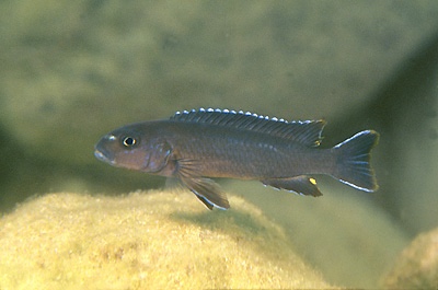 Chindongo ater 'Chinyamwezi Island'